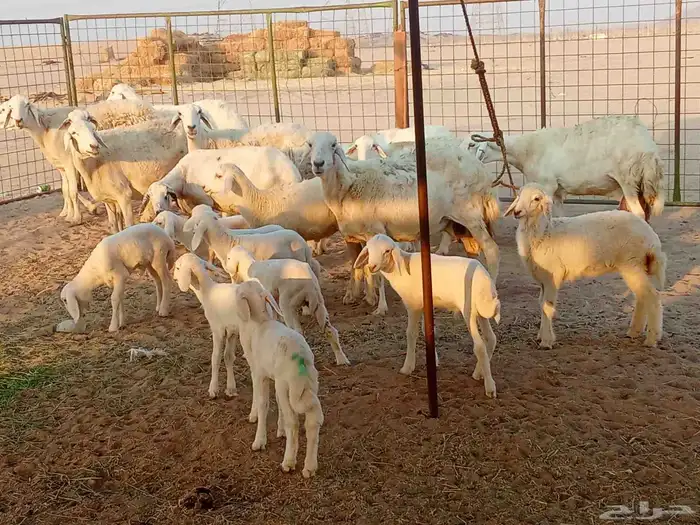 غنم خلفات العدد 12تحتها15 4