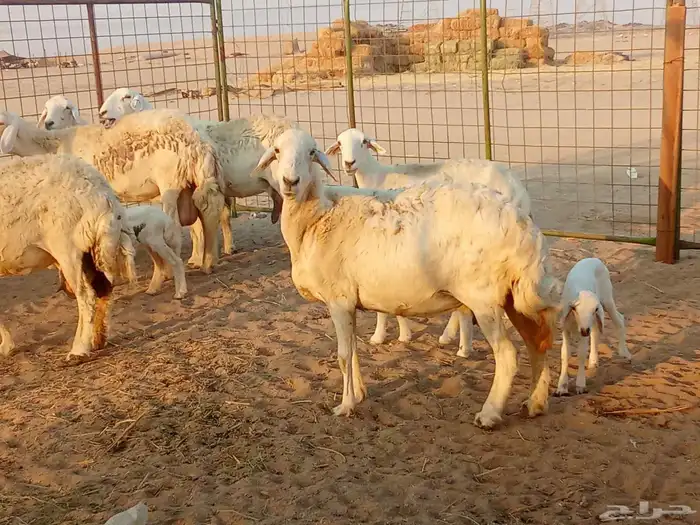 غنم خلفات العدد 12تحتها15 6