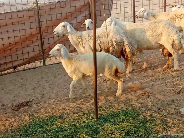 غنم خلفات العدد 12تحتها15 9