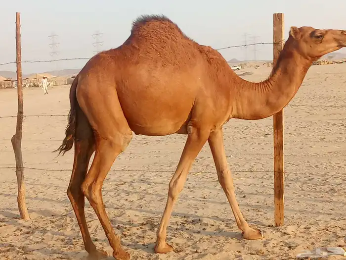 بكار سواحل العدد 2 7