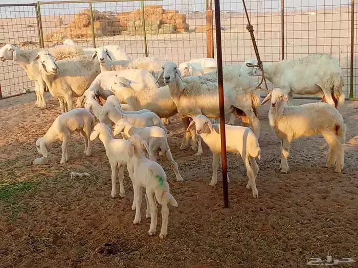 غنم خلفات العدد 12تحتها15 0