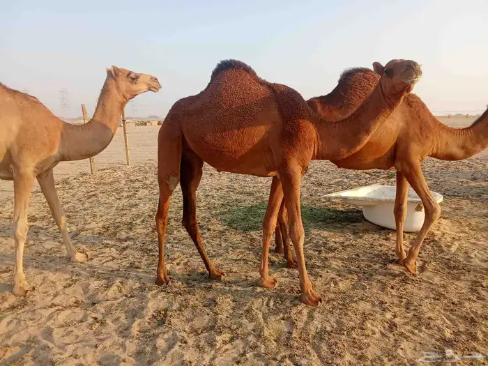 بكار سواحل العدد 2 0