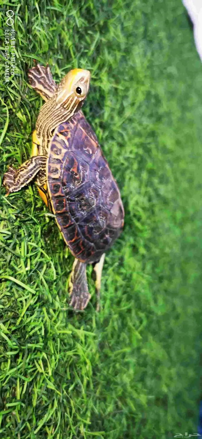 سلحفاه مائيه صغيره للبيع السعر 70 مع اكلها وبيتها 1