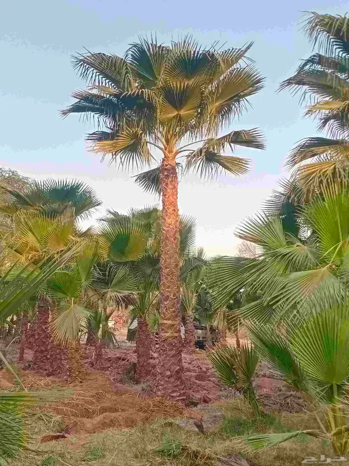 نخل واشنطني واشنطن نخل عربي مثمر 6