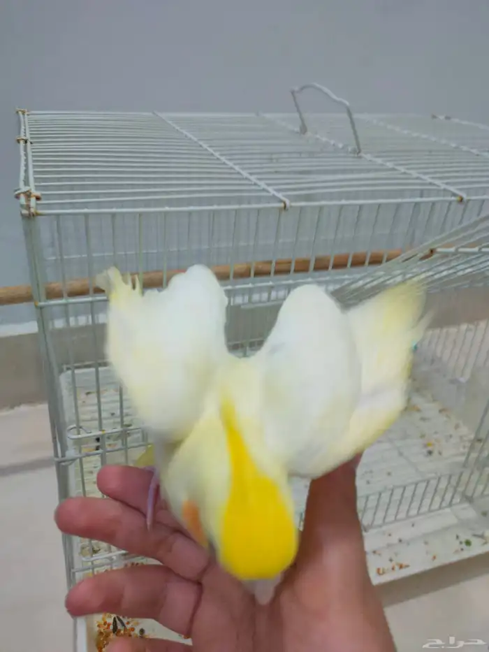 للبيع كروان أليف و هدد داخلي مزاجي (قابل للبدل) 3