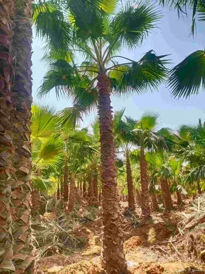نخل واشنطني واشنطن نخل عربي مثمر 2
