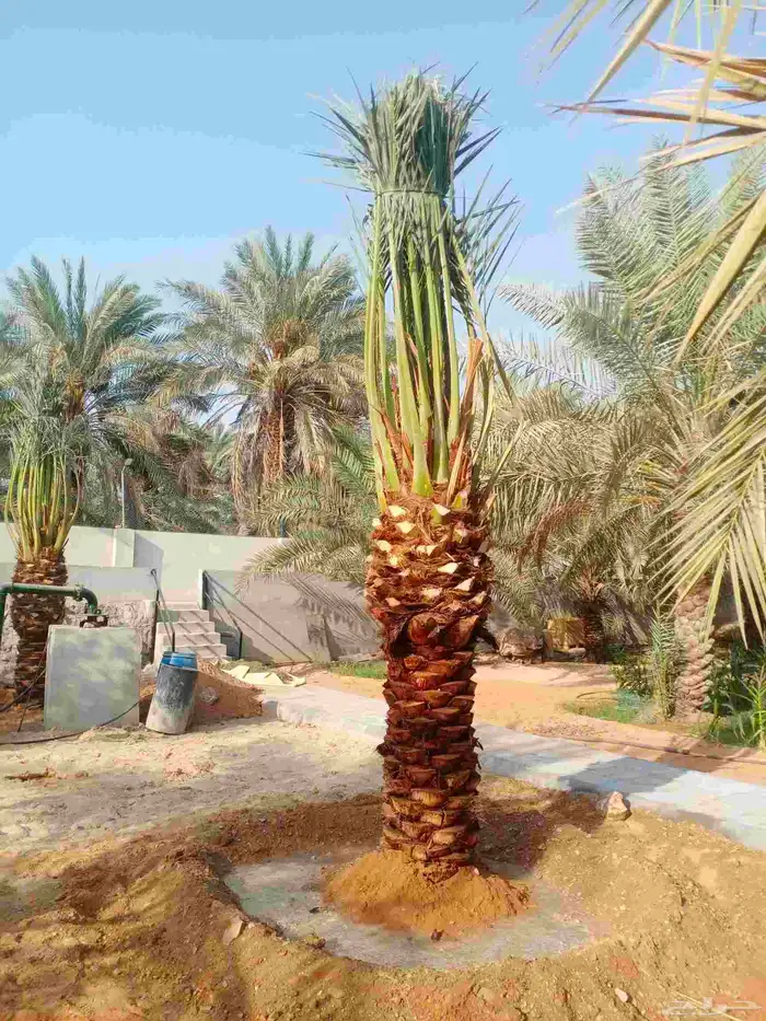 نخل واشنطني واشنطن نخل عربي مثمر 9