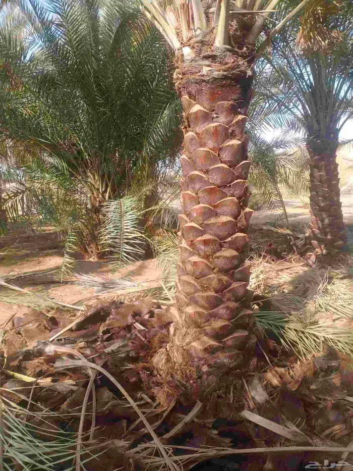 نخل واشنطني واشنطن نخل عربي مثمر 7