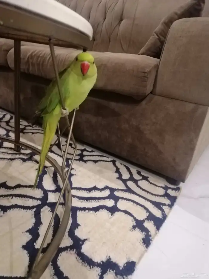 ببغاء درة اليف للبيع او للبدل 3