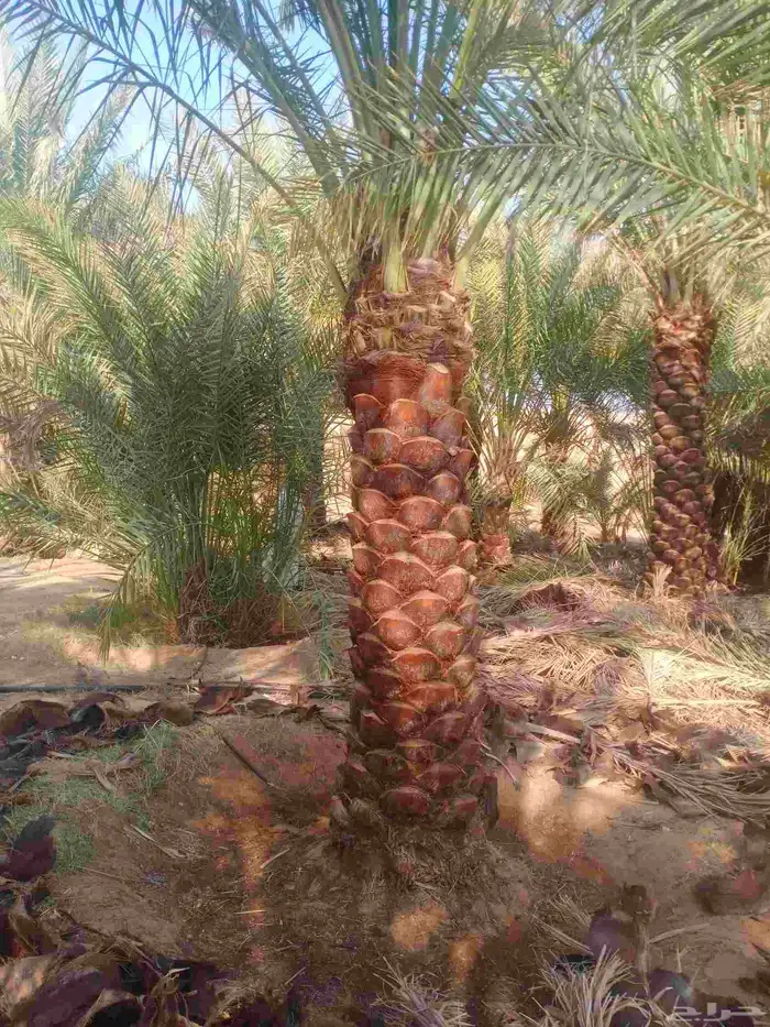 نخل واشنطني واشنطن نخل عربي مثمر 8