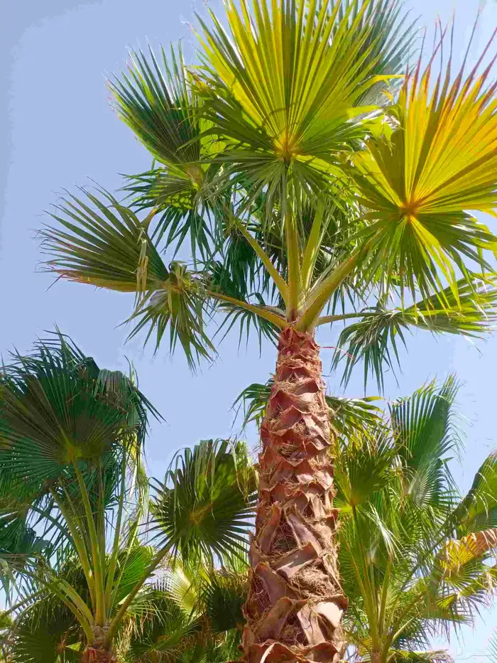 نخل واشنطني واشنطن نخل عربي مثمر 0