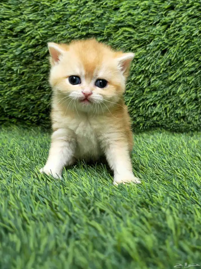 سكوتش ستريت ny مستوى بطل تم البيع 0