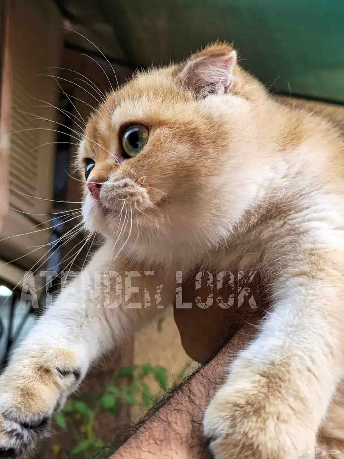 ذكر سكوتش فولد ny11 مستوى بطل. تم البيع 1