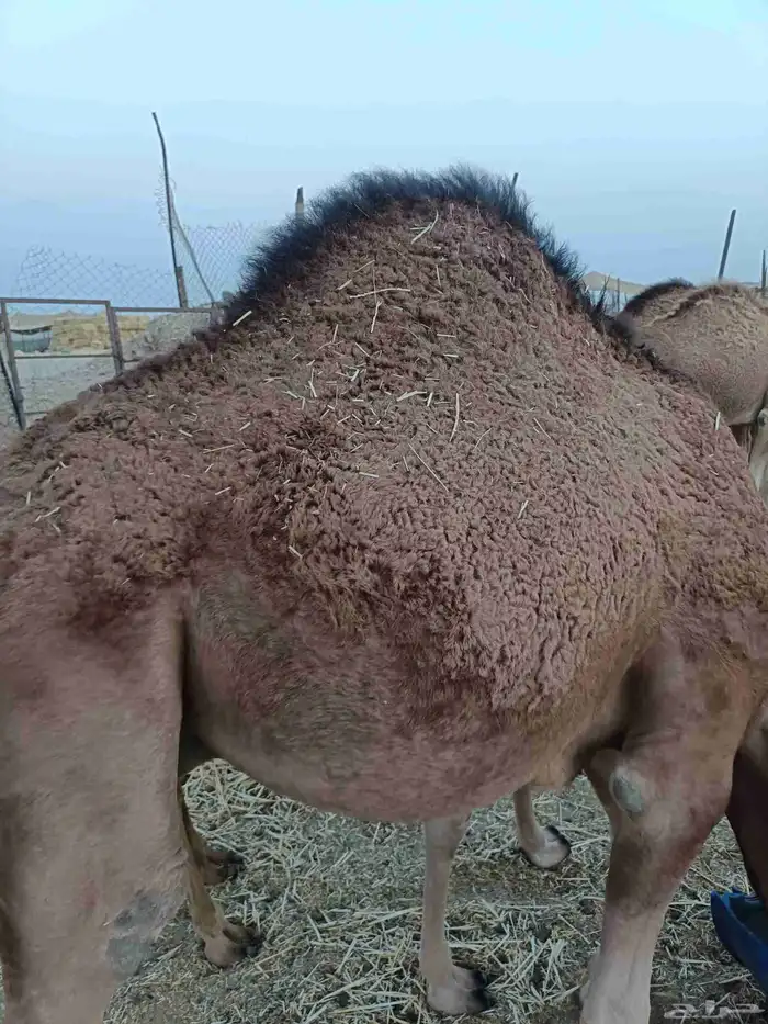 قعود فل نظيف شرط ع برسيم وشعير 0