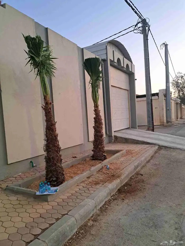 نخل للبيع طالع بتجاه تبوك بجميع مقاساته 7