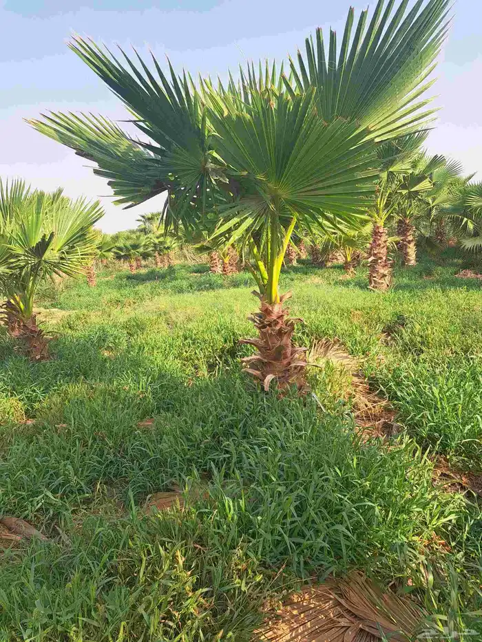 نخل للبيع طالع بتجاه تبوك بجميع مقاساته 11