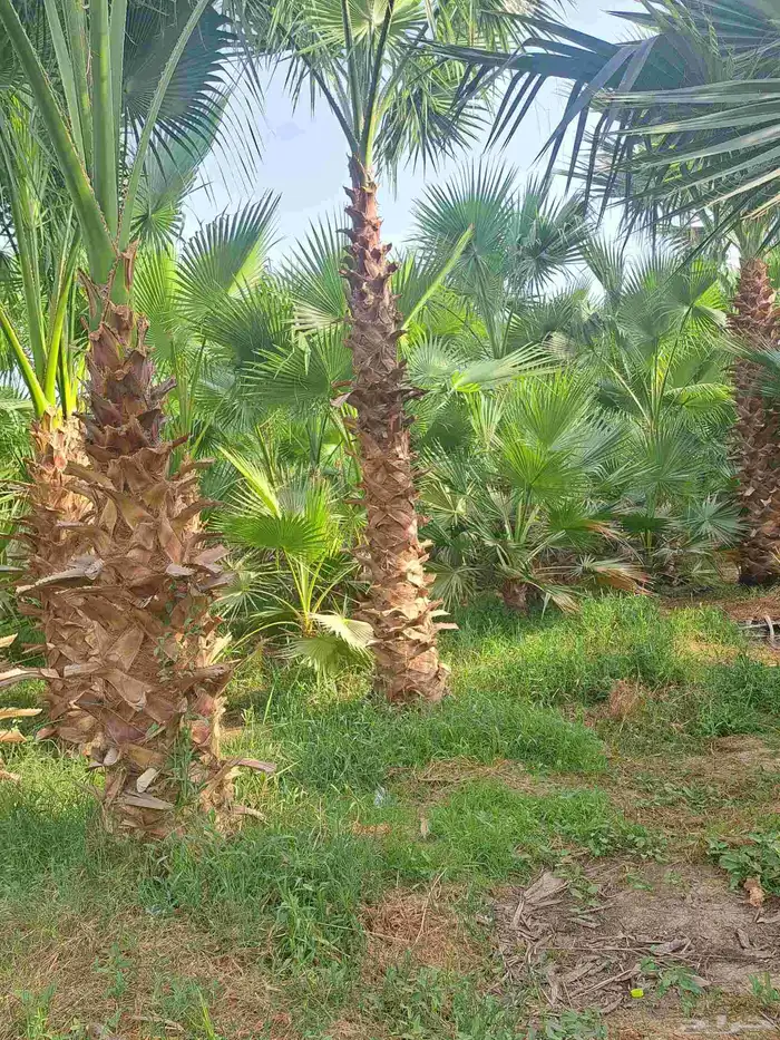 نخل للبيع طالع بتجاه تبوك بجميع مقاساته 12
