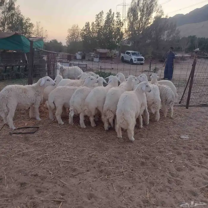 طليان حرية جملة و تفريد 8