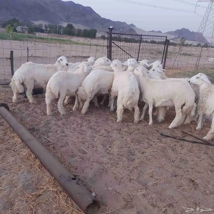 طليان حرية جملة و تفريد 1