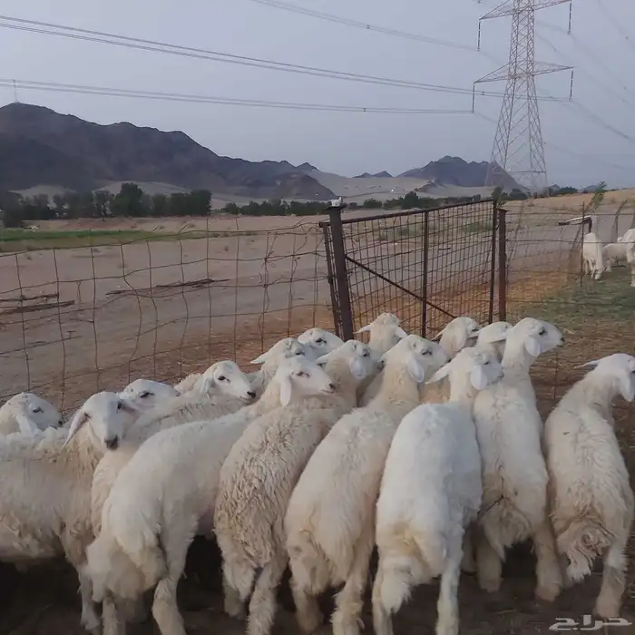 طليان حرية جملة و تفريد 7