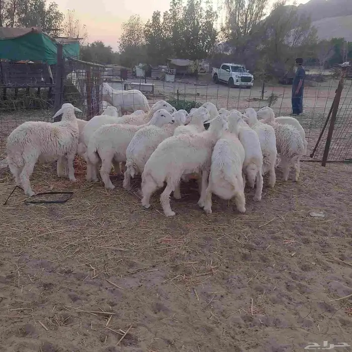 طليان حرية جملة و تفريد 6