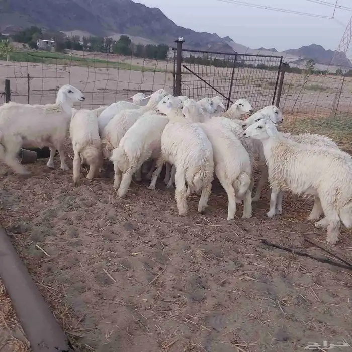 طليان حرية جملة و تفريد 4