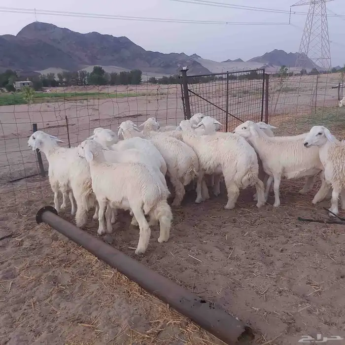 طليان حرية جملة و تفريد 9