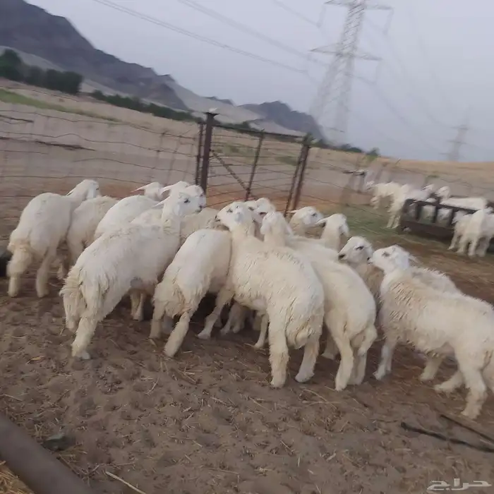 طليان حرية جملة و تفريد 5