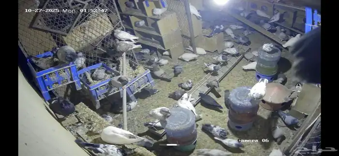 حمام للصقور 0