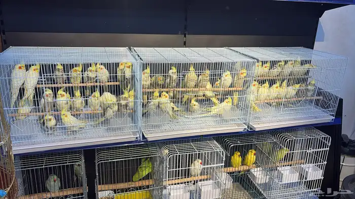 وصول دفعة كروان أوروبي 0