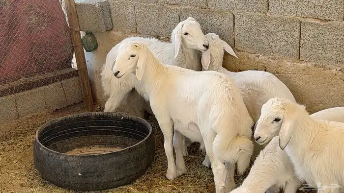 ذبايح حري و داغور سواكني 6