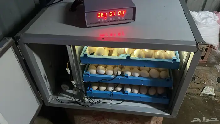 فقاسة تشيل 200 بيضة 1