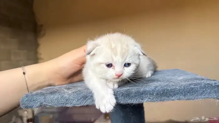 قطط سكوتش فولد 0