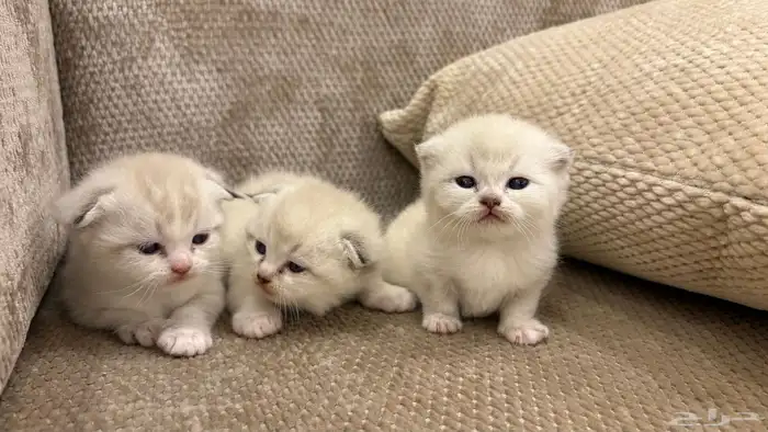 قطط سكوتش فولد 4