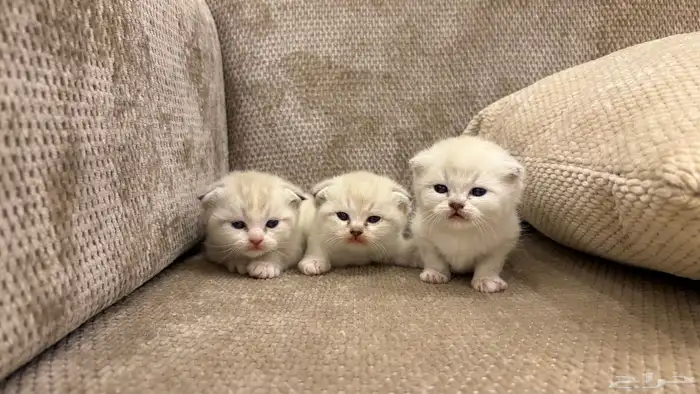 قطط سكوتش فولد 3