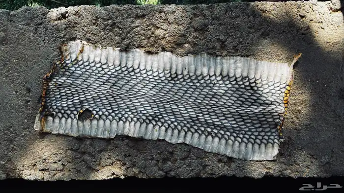 جلد حنش الكوبرا يوجد 2 منه 1