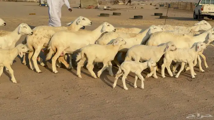 غنم خلفات صنف عددها 17 معاها 17 1