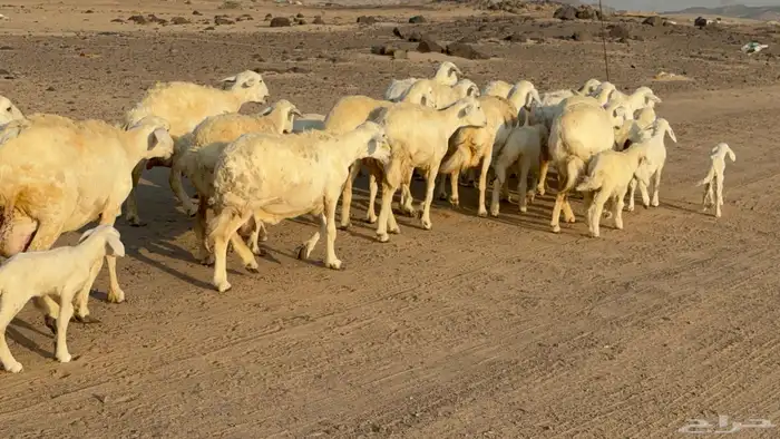 غنم خلفات صنف عددها 17 معاها 17 9