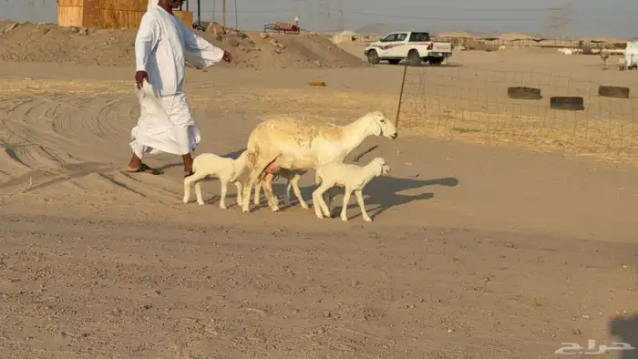 غنم خلفات صنف عددها 17 معاها 17 0