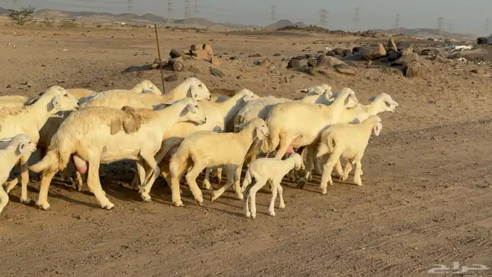 غنم خلفات صنف عددها 17 معاها 17 8