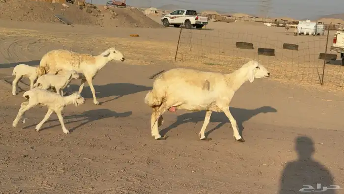 غنم خلفات صنف عددها 17 معاها 17 7