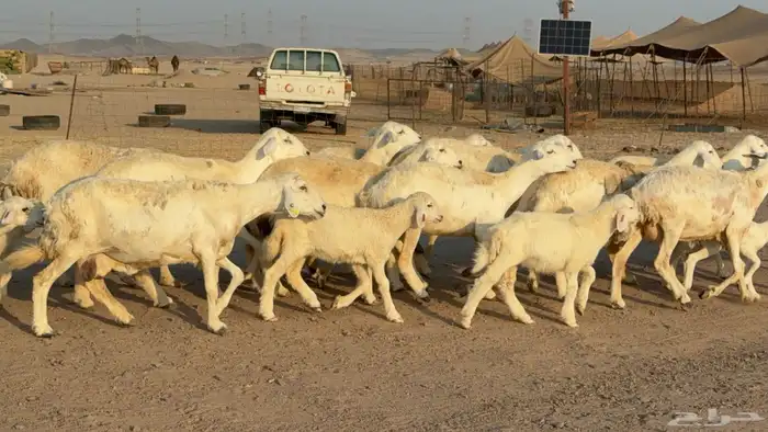 غنم خلفات صنف عددها 17 معاها 17 4