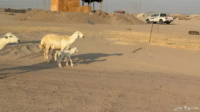 غنم خلفات صنف عددها 17 معاها 17 6