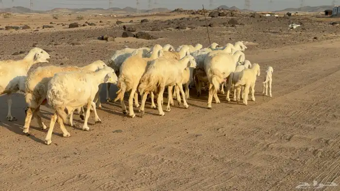 غنم خلفات صنف عددها 17 معاها 17 10