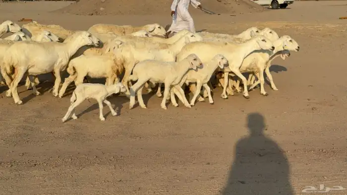 غنم خلفات صنف عددها 17 معاها 17 2