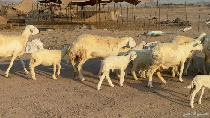 غنم خلفات صنف عددها 17 معاها 17 5