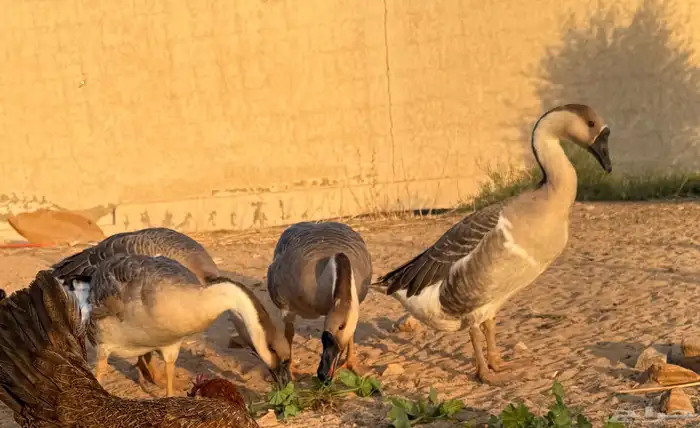 وز عراقي (توصيل مجاني داخل البكيرية ) 2