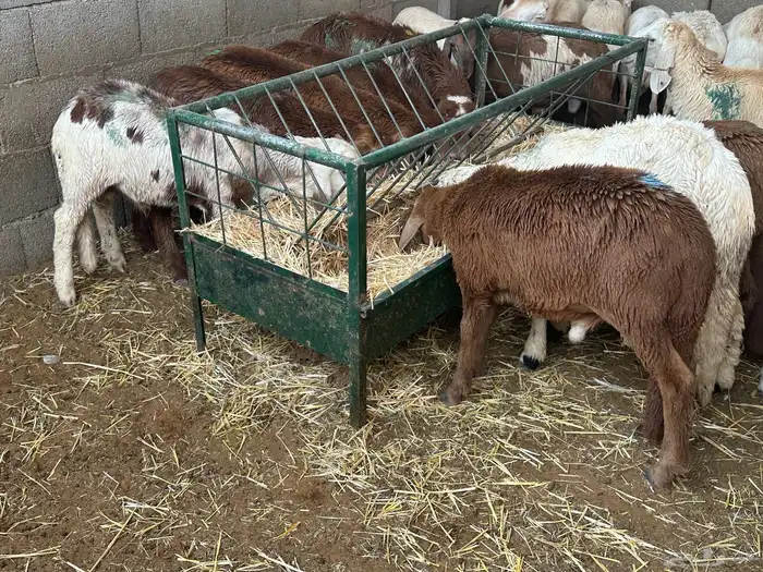 تيوس وبرابر وسواكن ورفيديات مرابي 14