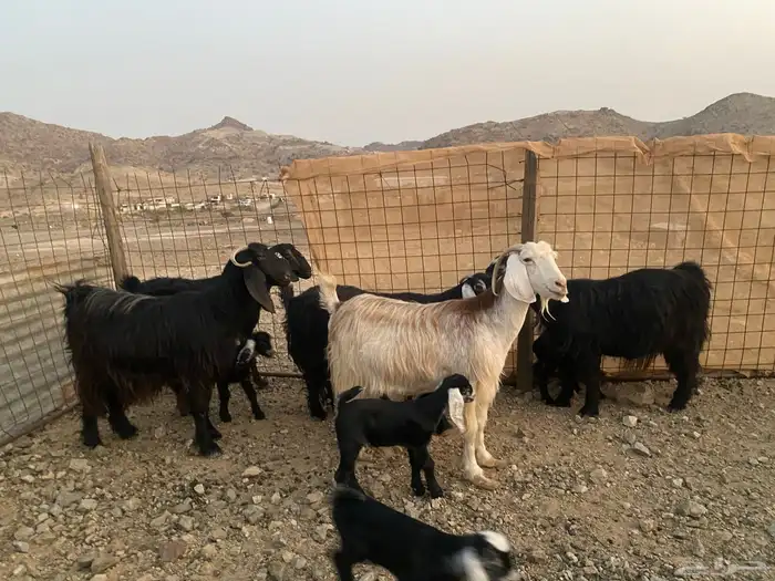معزاء عوراض 13