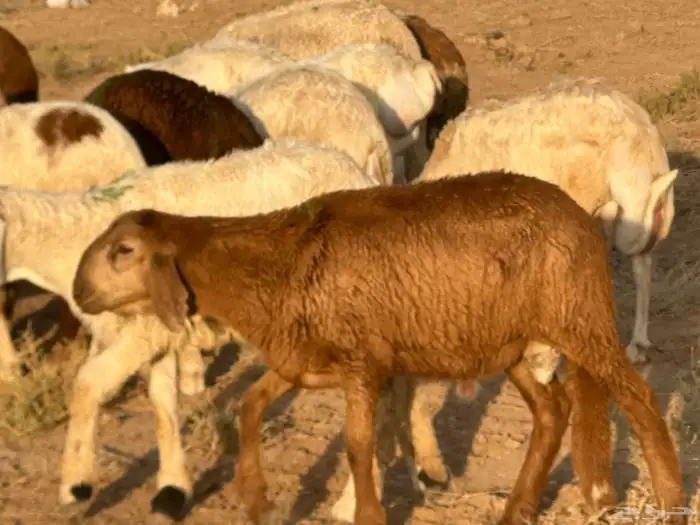 تيوس وبرابر وسواكن ورفيديات مرابي 23